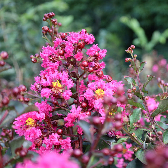 Pink Velour® Crape Myrtle