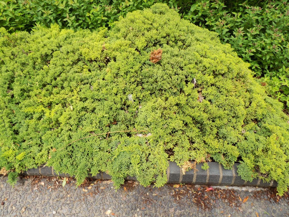 Garden Juniper