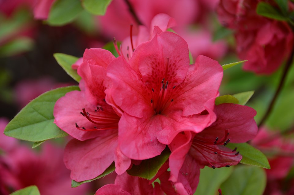 Girard's Crimson Azalea