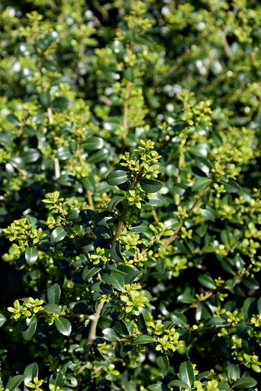 Green Lustre Japanese Holly
