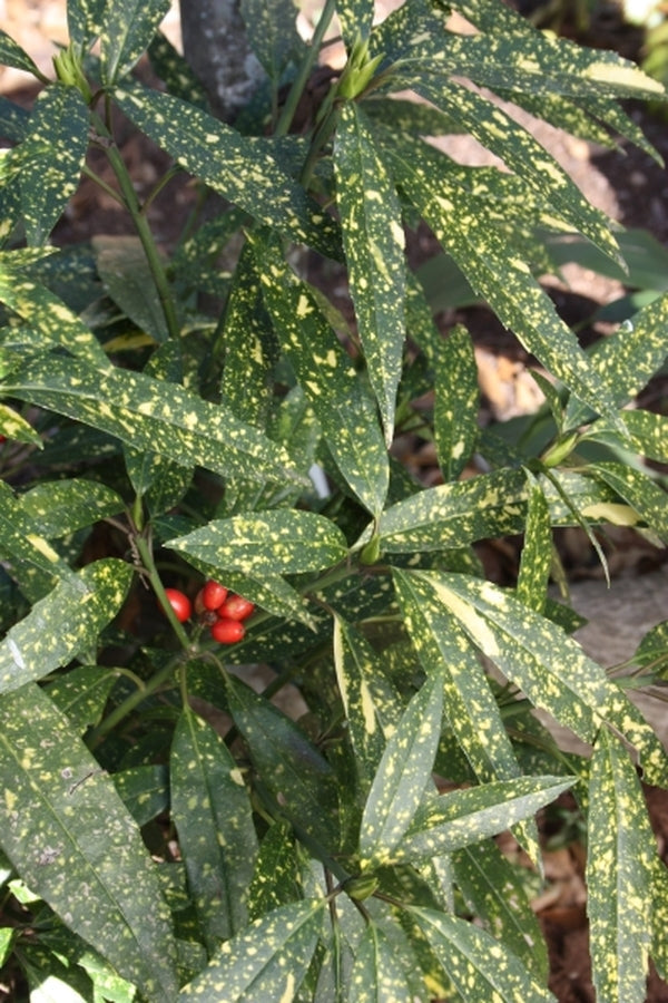 Hosoba Hoshifu Laurel