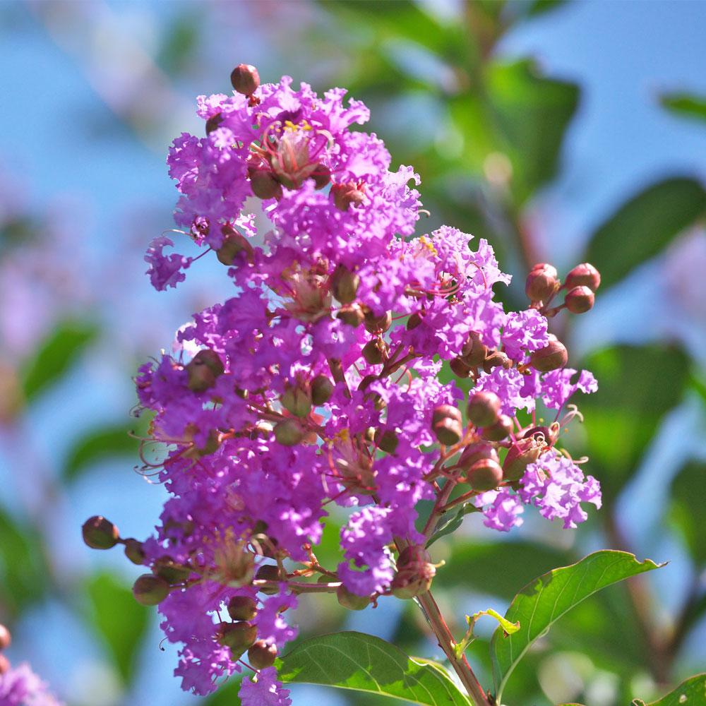 Muskogee Crape Myrtle