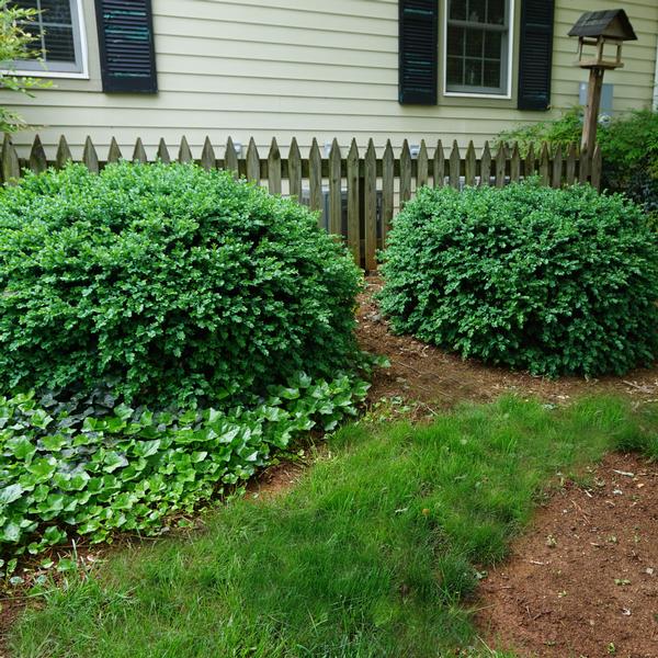 Vardar Valley Boxwood