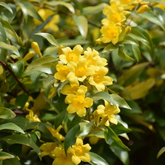 Margarita Carolina Jessamine