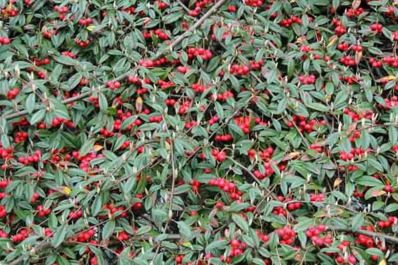 Willowleaf Cotoneaster