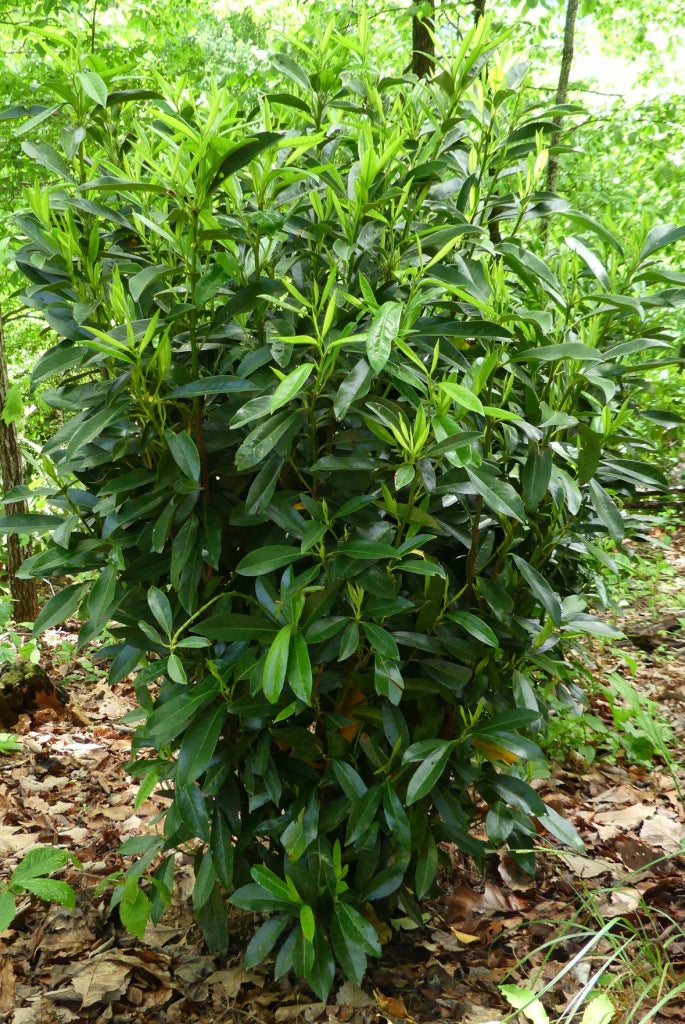 Schipkaensis Cherry Laurel