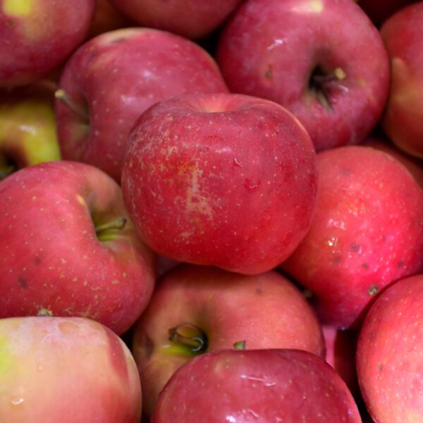 Red Fuji Apple