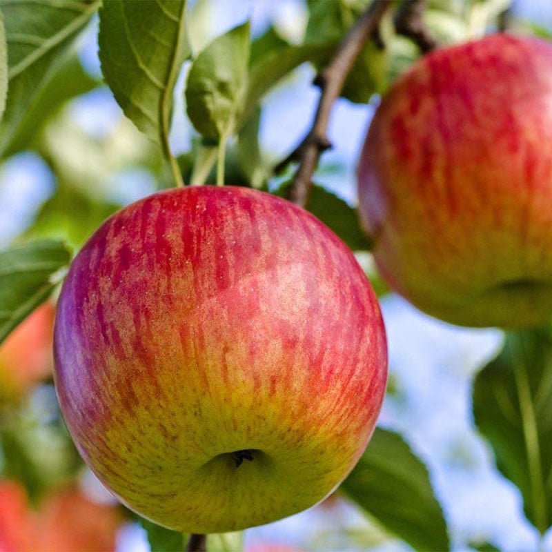 Red Fuji Apple