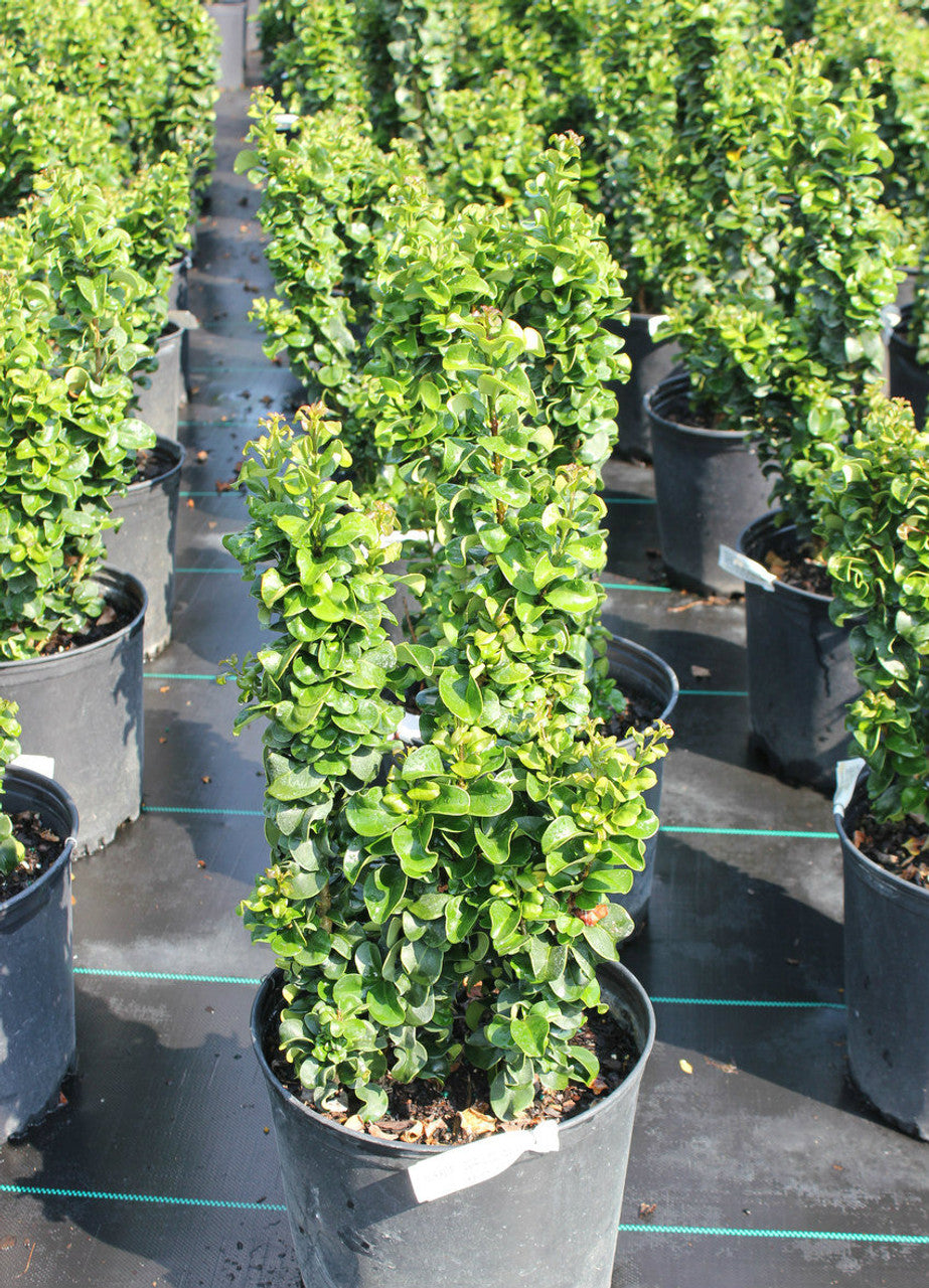 Rotundifolium Curlyleaf Privet