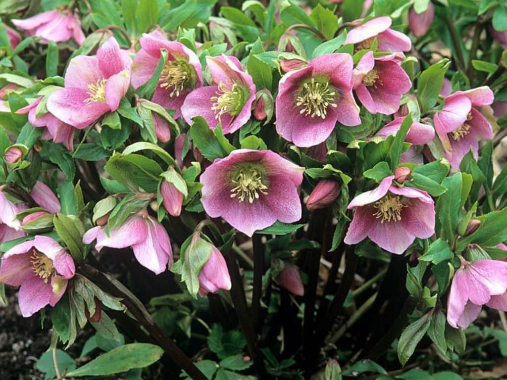 Lenten Rose