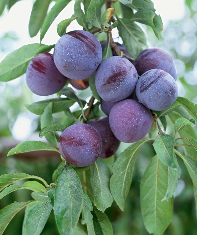 Methley Japanese Plum