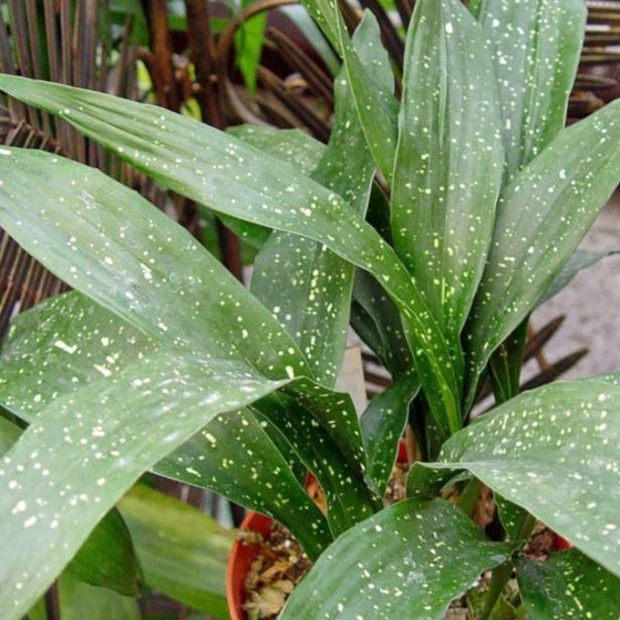 Milky Way Cast Iron Plant