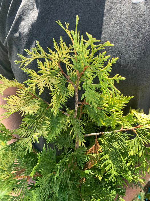 Pumila Sudworth Golden Arborvitae