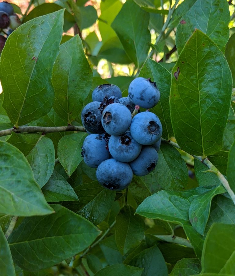 Premier Rabbiteye Blueberry