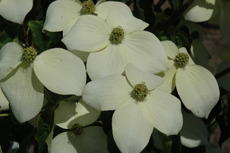 National Chinese Dogwood