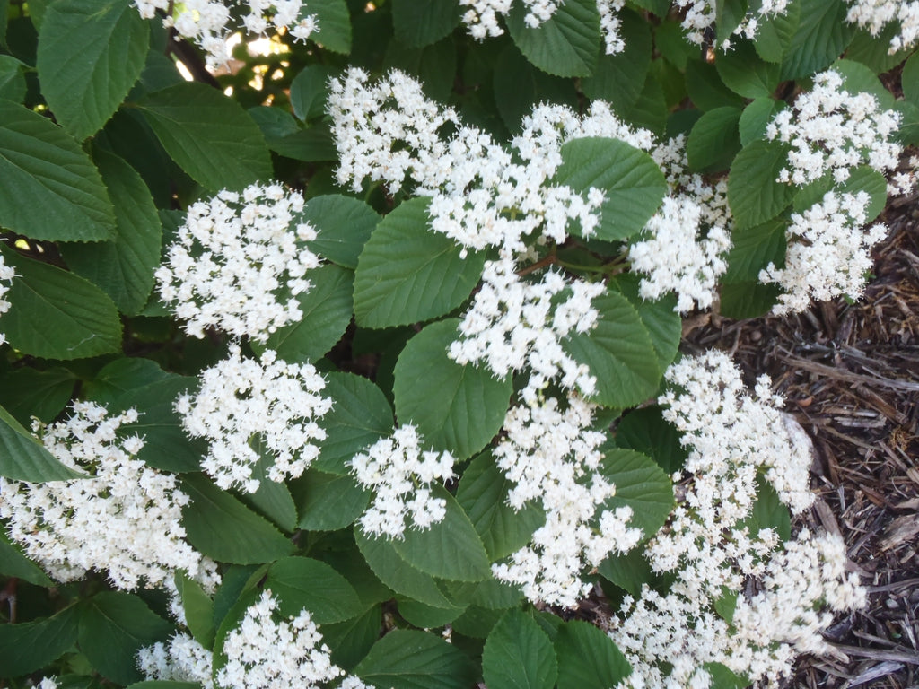 Mt. Airy Linden Viburnum
