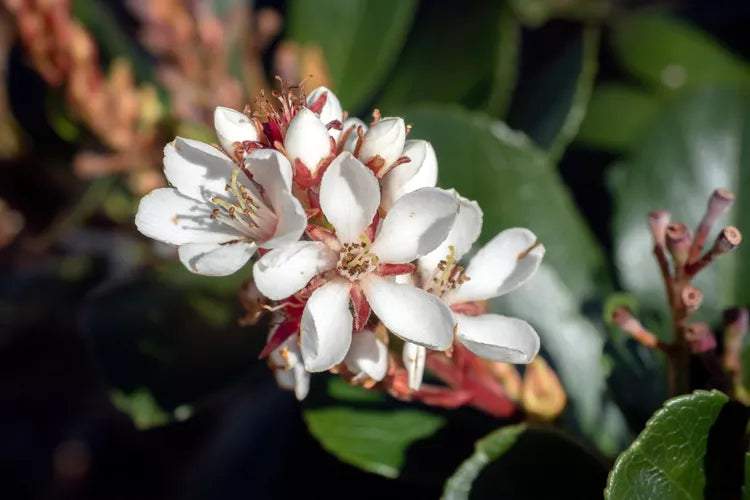 Indian Princess Indian Hawthorne