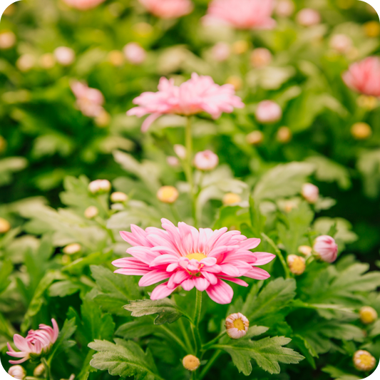 The Ultimate Guide to Caring for Your Perennials Year-Round