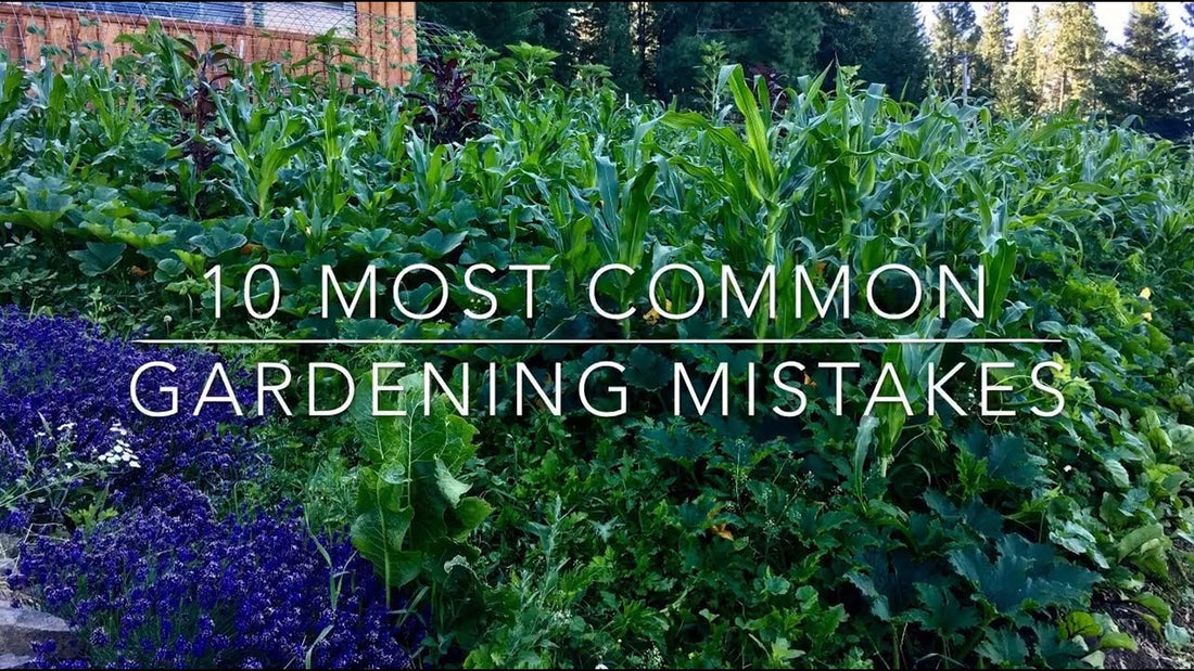 Top 10 Common Gardening Mistakes and How to Avoid Them