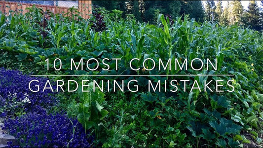 Top 10 Common Gardening Mistakes and How to Avoid Them