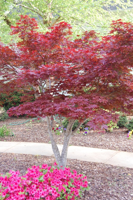 Bloodgood Japanese Maple