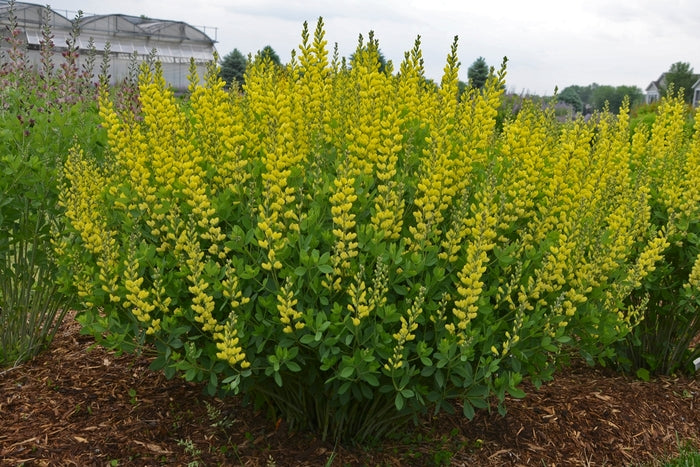 American Goldfinch False Indigo