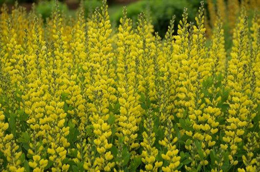 American Goldfinch False Indigo