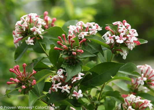 Sweet Emotion® Hardy Abelia