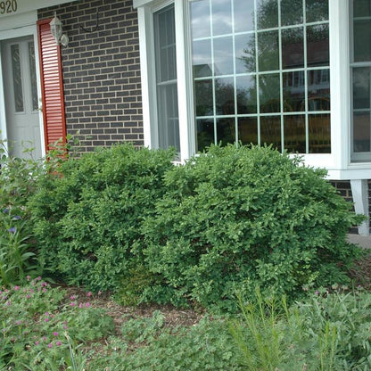 Chicagoland Green® Boxwood