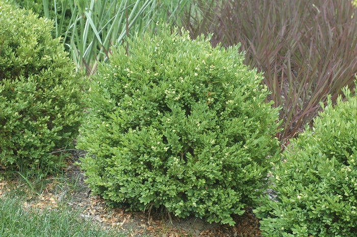 Chicagoland Green® Boxwood