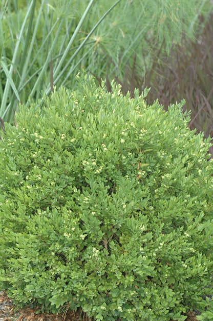 Chicagoland Green® Boxwood