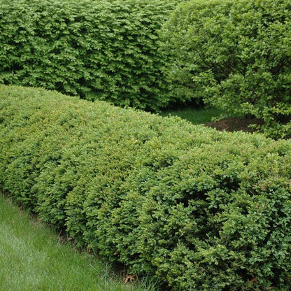 Chicagoland Green® Boxwood