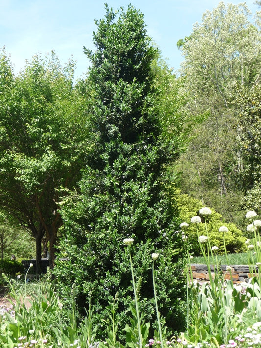 Green Mountain Boxwood