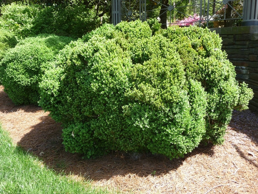 Green Velvet Boxwood