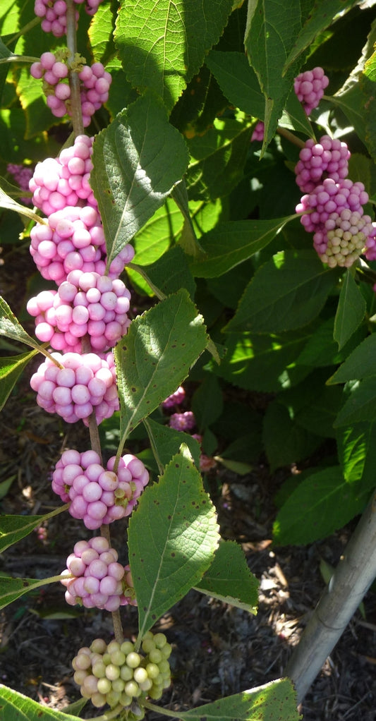 Welchs Pink American Beautyberry