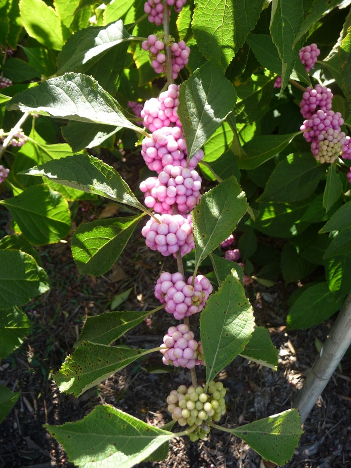 Welchs Pink American Beautyberry