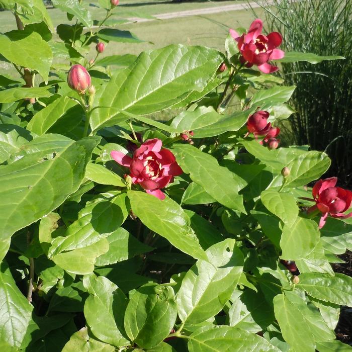 Aphrodite Sweetshrub