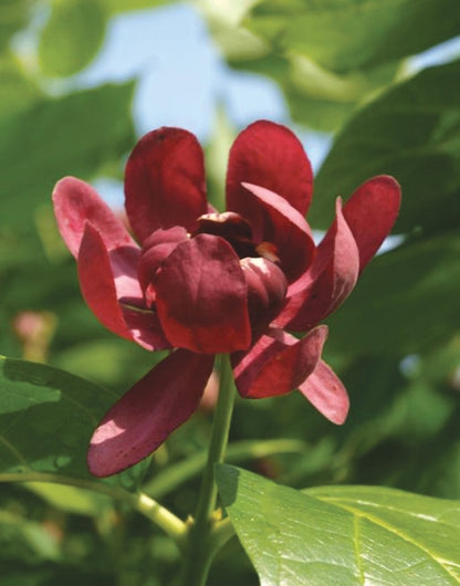 Aphrodite Sweetshrub