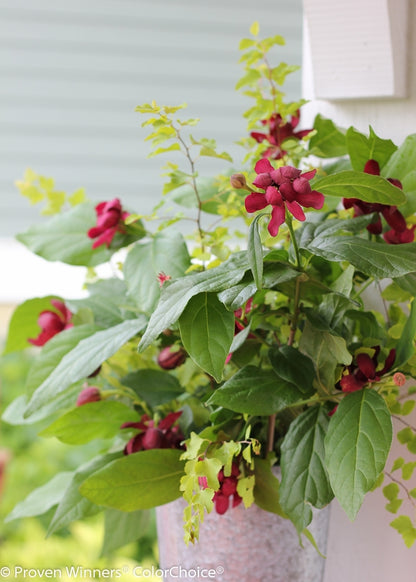 Aphrodite Sweetshrub