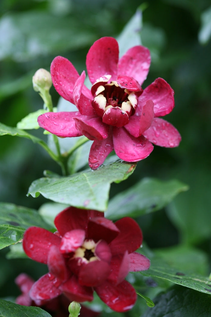 Aphrodite Sweetshrub