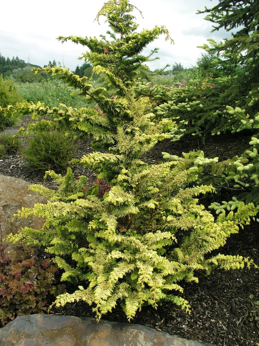 Fernspray Gold Hinoki Falsecypress