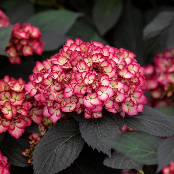 Eclipse® Bigleaf Hydrangea