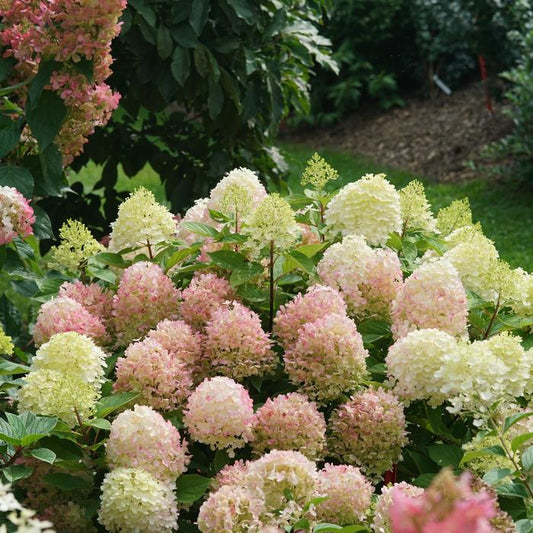 Fire Light Tidbit® Panicle Hydrangea