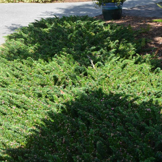 Blue Pacific Juniper