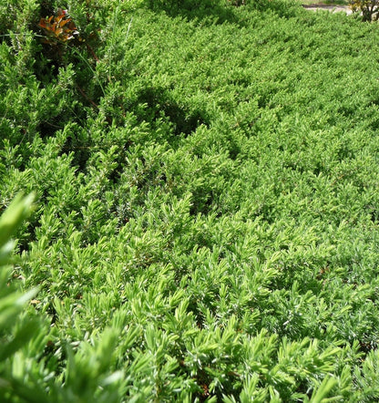 Blue Pacific Juniper