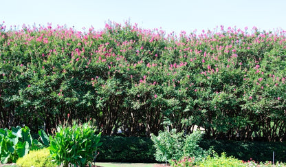 Crapemyrtle