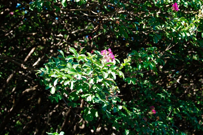 Crapemyrtle