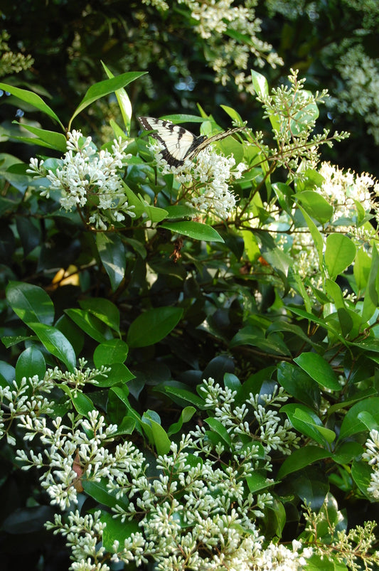 Wax Ligustrum