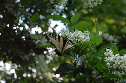 Wax Ligustrum