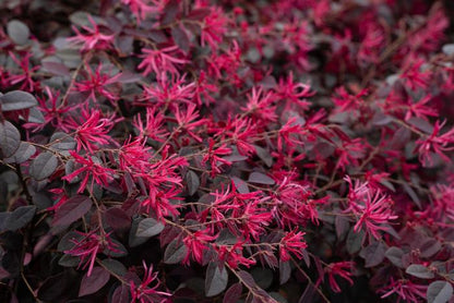 Cerise Charm Chinense Fringe Flower